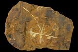 Paleocene Fossil Fruit (Palaeocarpinus) - North Dakota #156280-1